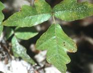 Live Poison Oak Leaves