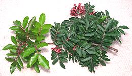 Branch with Brazilian Peppercorn Berries