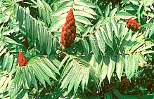 Staghorn Sumac Shrub with Fruit