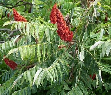 Blooming Sumac Plant