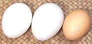 Duck Eggs