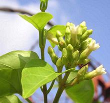 Flowering La Giang plant