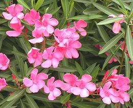 Pink Oleander Flowers