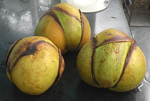 Three Mature Elephant Apple Fruits