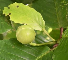 Immature Katmon Fruit on Tree