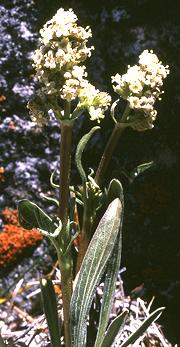 Flowering Plant