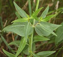 Leafy Plant