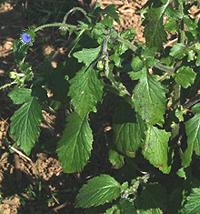 Flowering Yoruban Bologi Plant