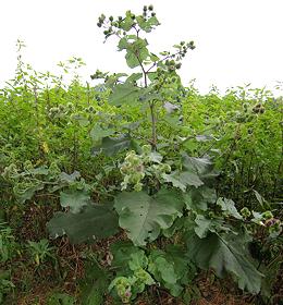 Flowering Plant