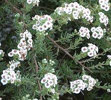 Flowering Cape Snow Bush Plants