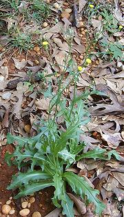 Flowering Cat's Ear Plant