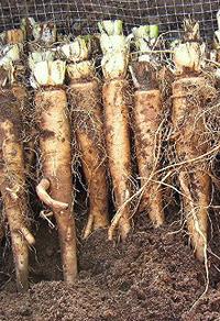 Fresh Chicory Roots