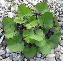 Coltsfoot Greens