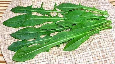 Dandelion Leaves