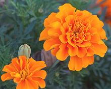 French Marigold Flower