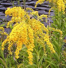 Flowering Goldernrod