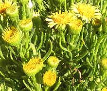 Flowering Golden Samphire Plants