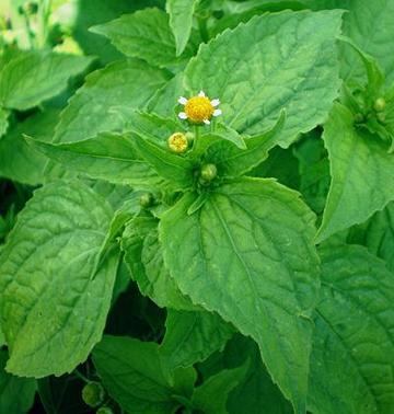 Guasca Leaves and Flowers