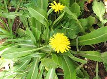 Flowering Plant