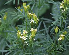 Flowering Huacatay Plant