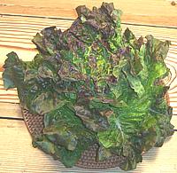 Head of Red Leaf Lettuce