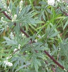 Mugwort Fronds