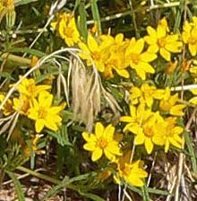 Flowering Cinchweed Plants