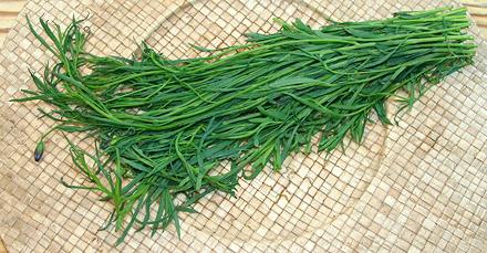 Leafy stalks of Pipicha