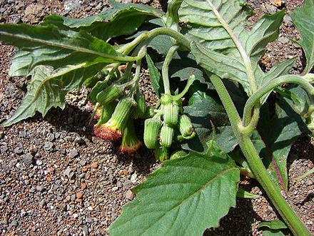 Flowering Red Ragweed Plant