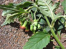 Flowering Redflower Ragweed Plant