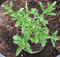 Stevia Plant