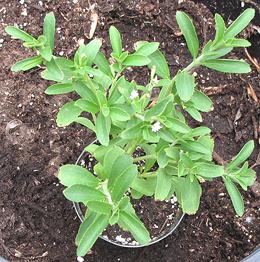 Stevia Plant