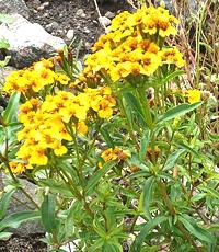 Flowering Mexican Tarragon Plants