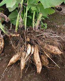 Yacón Root Tubers