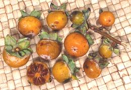 American Persimmon on Tree