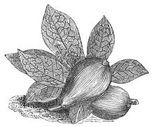 Drawing of Fruit