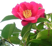 Red Christmas Camellia Flower