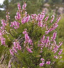 Flowering Heather Plants