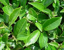 Leaves on Tea Camellia Shrub