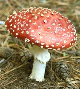 Amanita