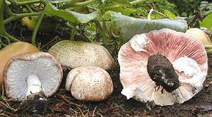 Royal Sun Agaricus - top and bottom view