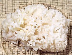 Whole Cauliflower Fungus
