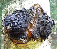 Chaga Infection on Tree