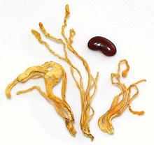 Cordyceps Fungus, cultured