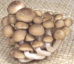 Hon-Shimeji Mushrooms