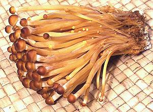 Cluster of Golden Enoki??