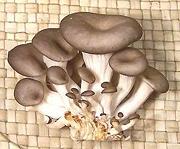 Oyster Mushroom Cluster