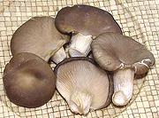 Oyster Mushrooms