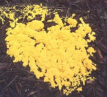 Slime Mold