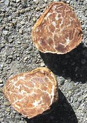 Oregon White Truffle, cut